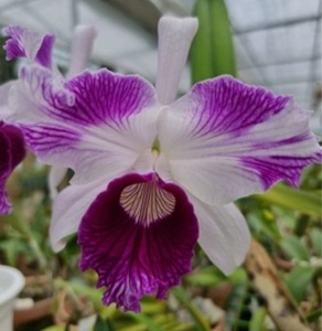 Cattleya purpurata &#039;Oriental Splash&#039; X Self