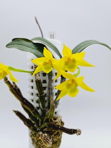 Dendrobium trigonopus [시경석곡]