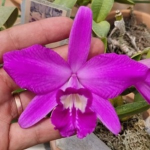 Cattleya sincorana &#039;Big&#039; X Self