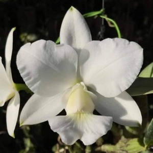 Cattleya walkeriana var.alba &#039;Dayane Wenzel&#039; [tipo X Self]