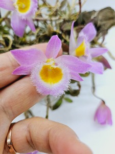 Dendrobium loddigesii 미화석곡