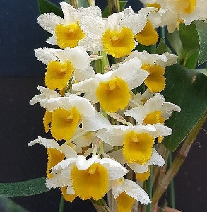 Dendrobium densiflorum