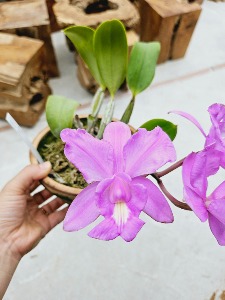 Cattleya Heathii