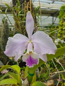 Cattleya warneri var.amoena