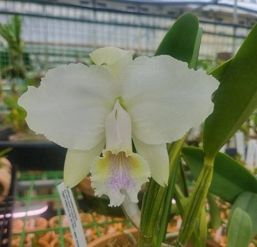 Cattleya lueddemanniana var.coerulea