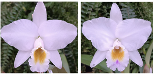 Cattleya labiata var.concolor