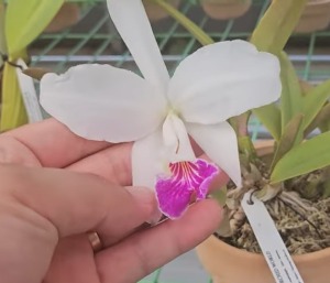 Cattleya lueddemanniana fma.semi-abla