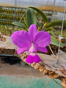 Cattleya walkeriana [ST-165]