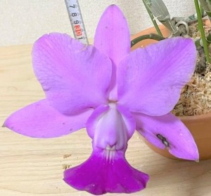 Cattleya walkeriana [ST-216]