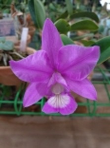 Cattleya nobilior var.tipo &#039;Elegance&#039; X Self