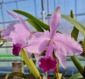 Cattleya trianae var.tiop-pincelada X Self