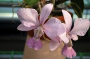 Cattleya walkeriana fma.vinicolor &#039;Dorothy B.Y&#039; X Self