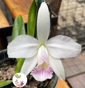 Cattleya pumila var.amoena