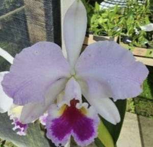 Cattleya labiata var.semi-alba