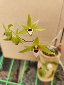 Dendrobium officinale 철피석곡