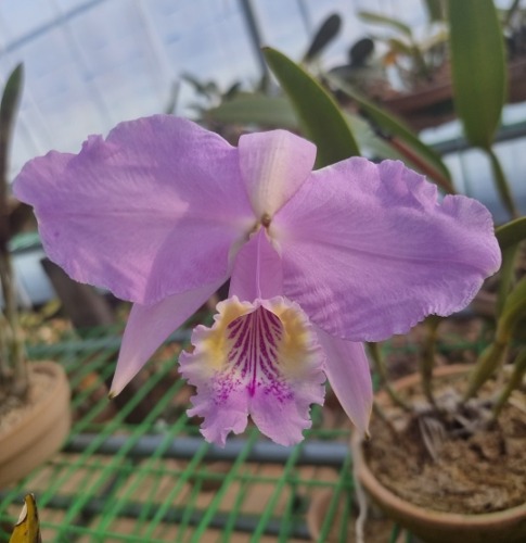 Cattleya leuddemanniana concolor