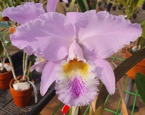 Cattleya mossiae HIF-L X Self