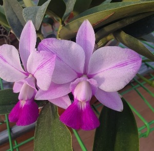 Cattleya walkeriana fma.perola-aquinii &#039;Gifu&#039; (MC) X Self