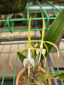 Epidendrum oerstedii