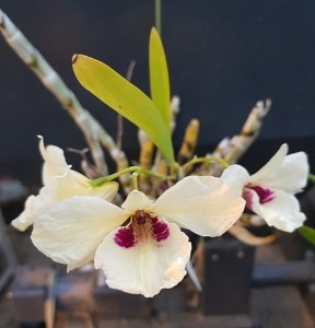 Dendrobium albosanguineum [백혈홍색석곡]