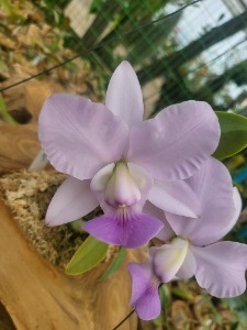 Cattleya walkeriana [ST-282]