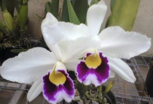 Cattleya purpurata var.oculata