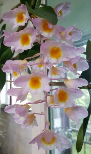 Dendrobium amabile