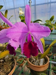 Cattleya trianae var.vinicolor X Self