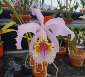 Cattleya mossiae &#039;Akiko&#039; X self