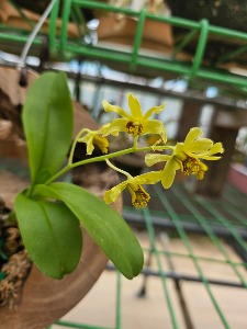 Dendrobium delacourii