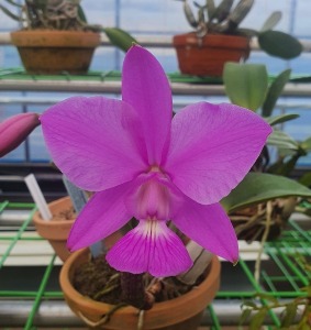 C.walkeriana var.princeps fma.concolor ‘Venus’ X Self