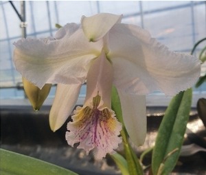 Cattleya mossiae var.caerulea X Self