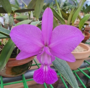 Cattleya walkeriana [ST-160]