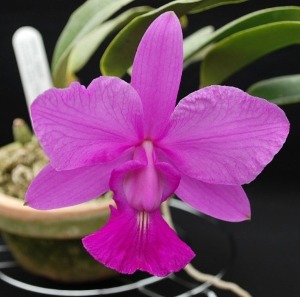 Cattleya walkeriana [ST-301]