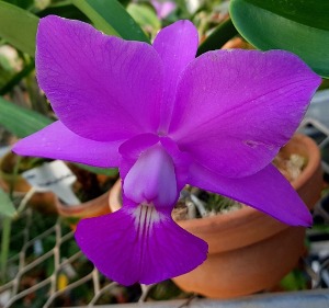 Cattleya walkeriana [ST-207]