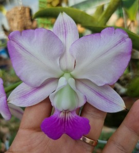 Cattleya walkeriana fma.semi-alba feiticeirinha ‘Mana Ley Princess’ X Self