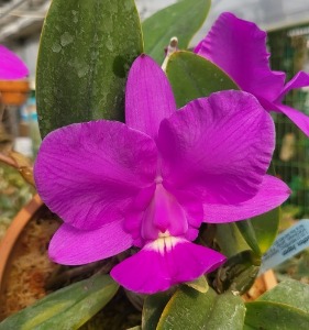 Cattleya walkeriana [ST-209]