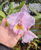 Cattleya trianae var.concolor 'Orion'