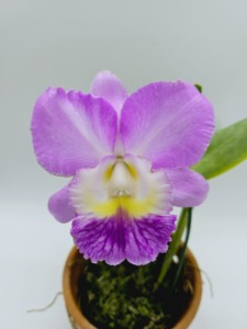 Cattleya Chian-Tzy Ireneheath &#039;Pure Beauty&#039;