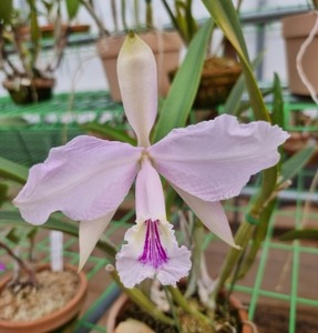 Cattleya lueddemanniana var.conclor