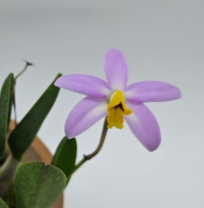 Cattleya lucasiana