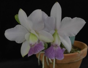 Cattleya walkeriana &#039;Fujiko&#039;