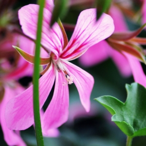 로즈 제라늄 RoseGeranium Rose E.O - 에센셜오일