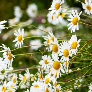 캐모마일 저먼 Chamomile German E.O - 에센셜오일