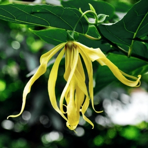 일랑일랑 Ylang Ylang E.O - 에센셜오일