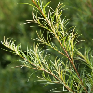 마이크로멜 터피넨퍼울 티트리 (Micromel Terpinen-4-ol Tea Tree)