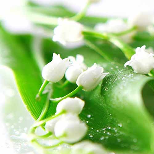 릴리오브더벨리 / Lily of the valley  