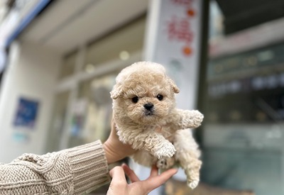 토이푸들 코코볼강아지분양,고양이분양