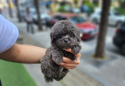 블루푸들 오로라강아지분양,고양이분양