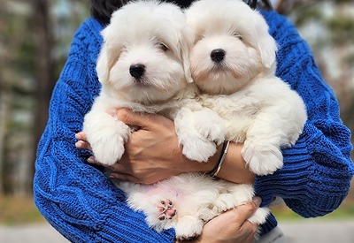 꼬똥드툴레아 마요&amp;네즈강아지분양,고양이분양